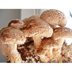 Мицелий Шиитаке зерновой 1 кг (hub_00t085)
